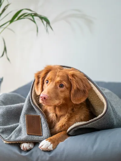 Perro arropado con una manta en su cama, en casa de su cuidador
