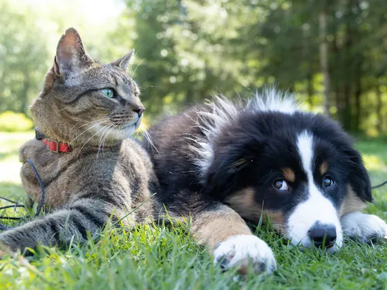 Un gato y un cachorro descansando juntos en el pasto